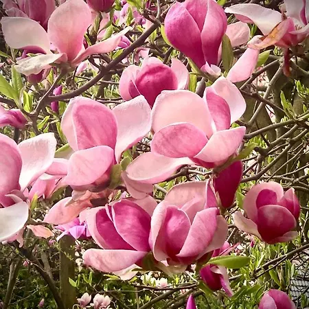 Aparthotel Studio Krasków